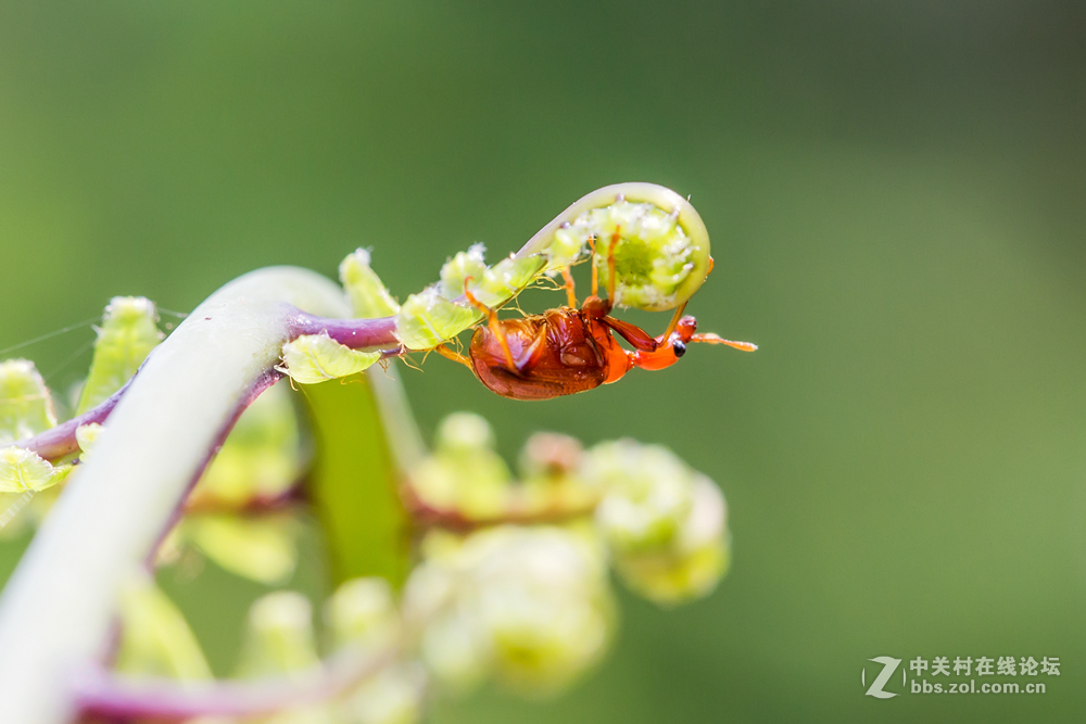 #ZOL月赛-春暖花开#+虫虫世界