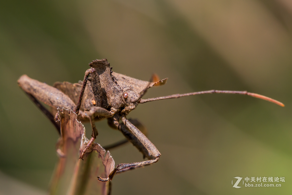 #ZOL月赛-春暖花开#+虫虫世界