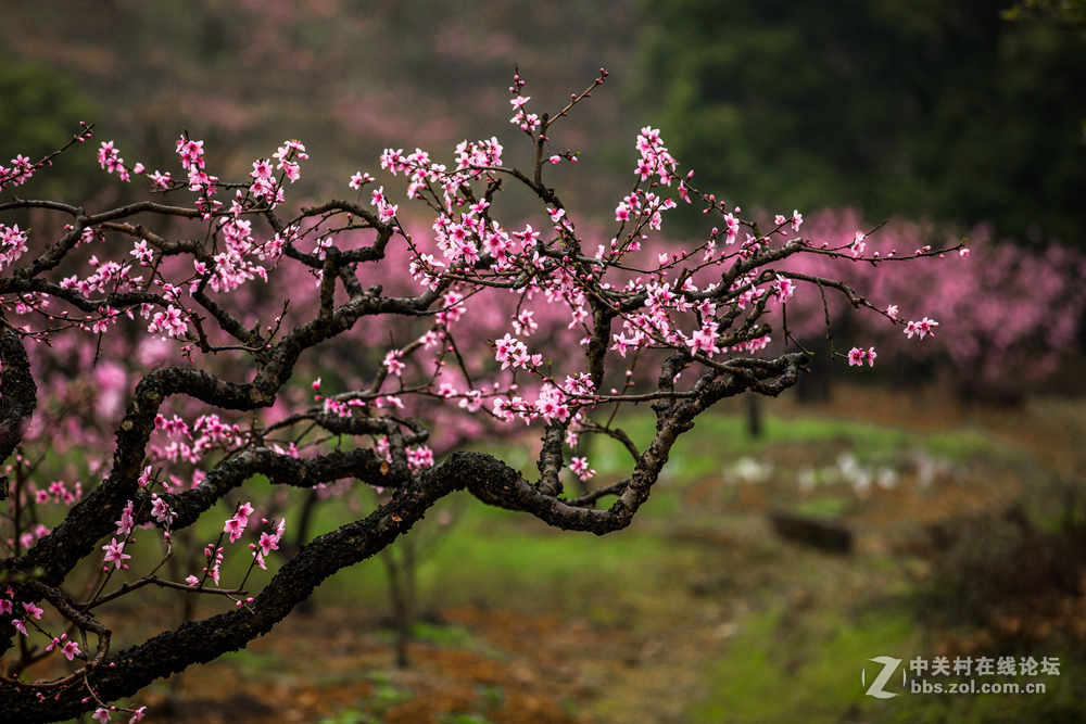 #ZOL月赛-春暖花开#+桃花朵朵开