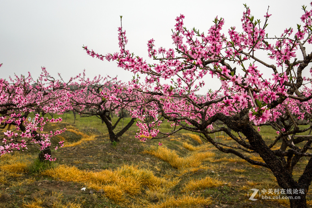 #ZOL月赛-春暖花开#+桃花朵朵开