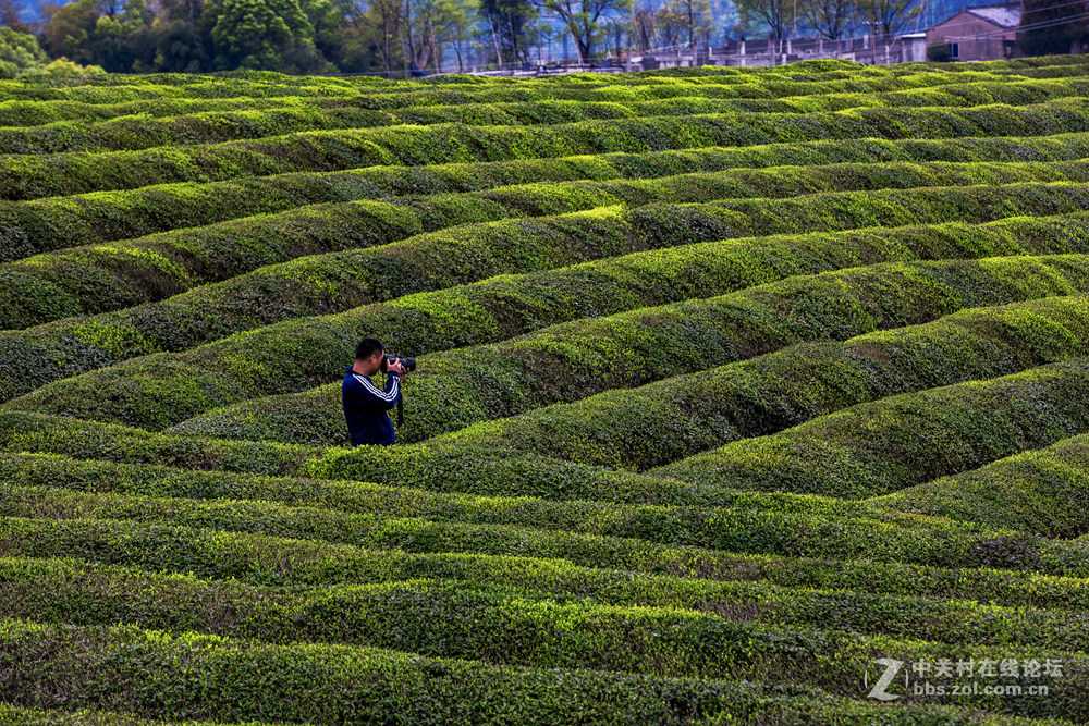 #ZOL月赛-春暖花开#+茶园春色