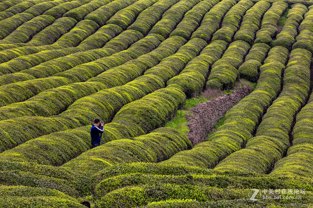 #ZOL月赛-春暖花开#+茶园春色