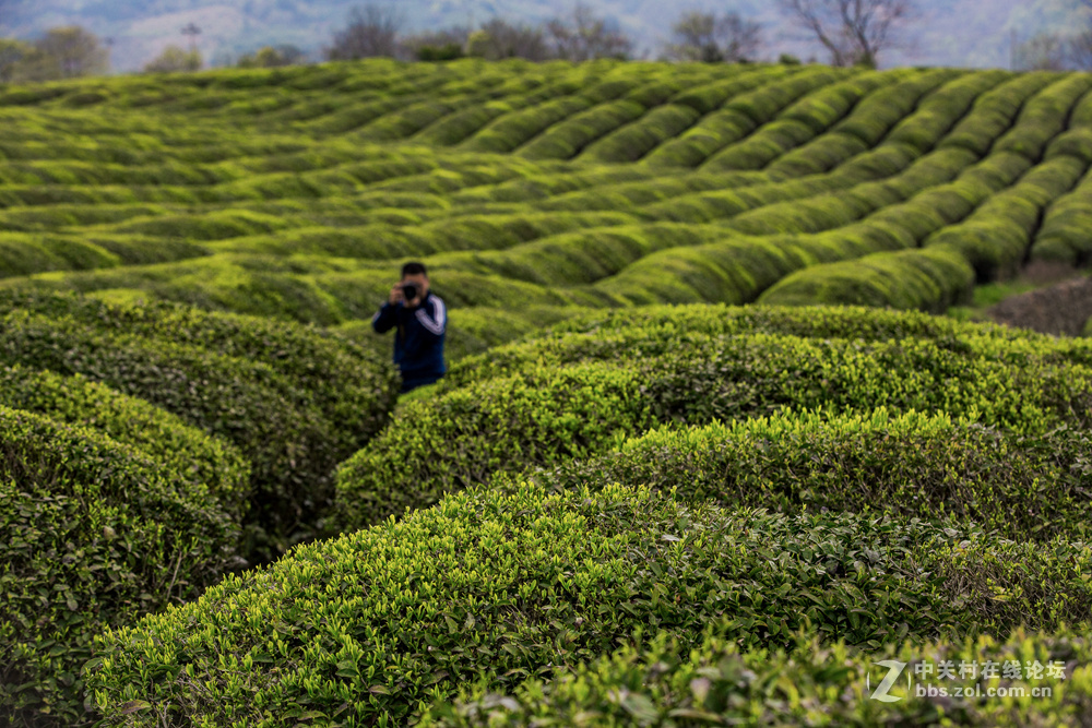 #ZOL月赛-春暖花开#+茶园春色