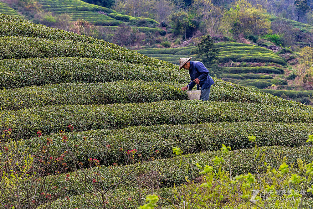 #ZOL月赛-春暖花开#+茶园春色