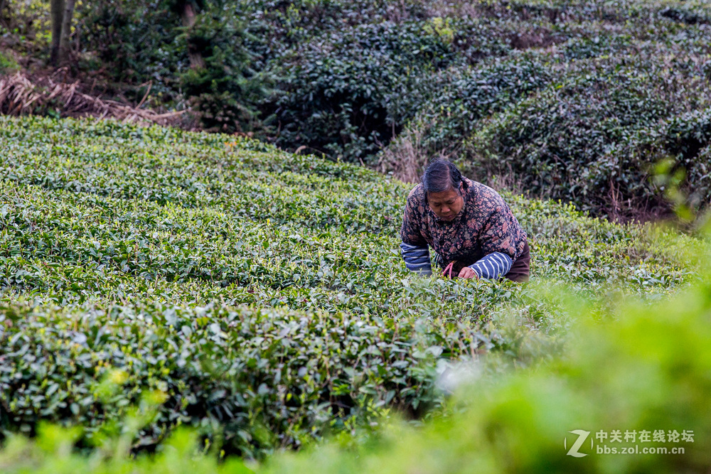 #ZOL月赛-春暖花开#+茶园春色