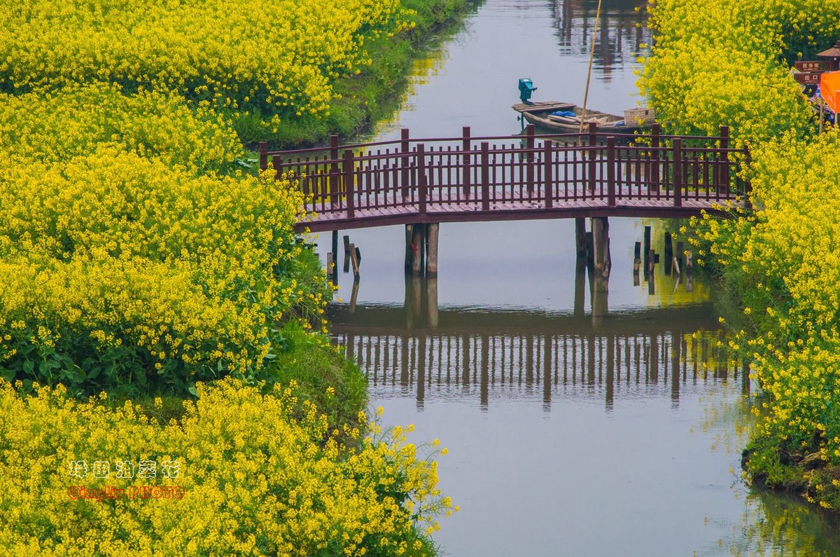 興化千垛油菜花