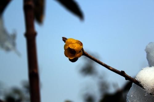 #佳能月赛-冬日精彩#千佛山腊梅