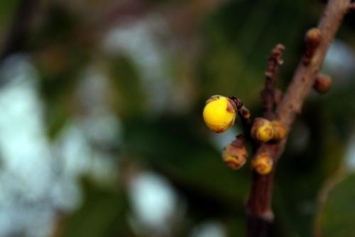 #佳能月赛-冬日精彩#千佛山腊梅