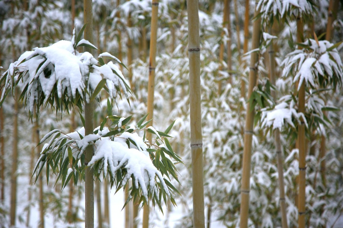 雪竹-中关村在线摄影论坛