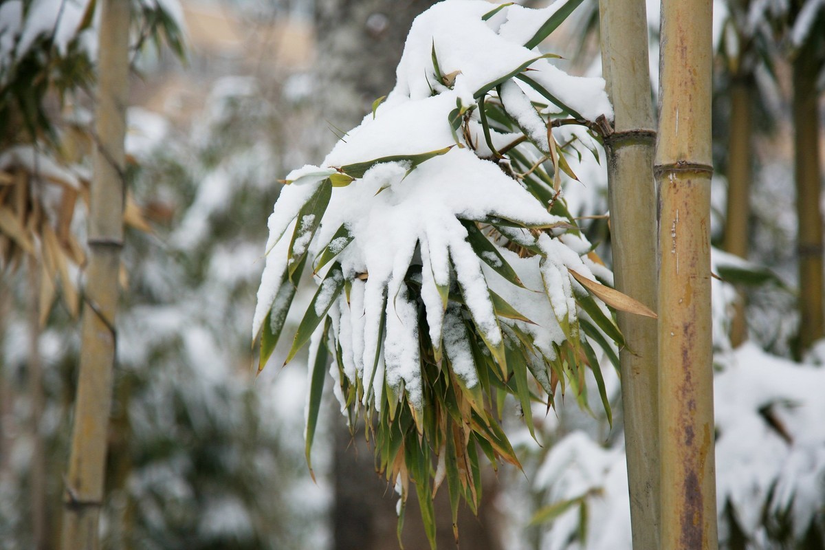 雪竹