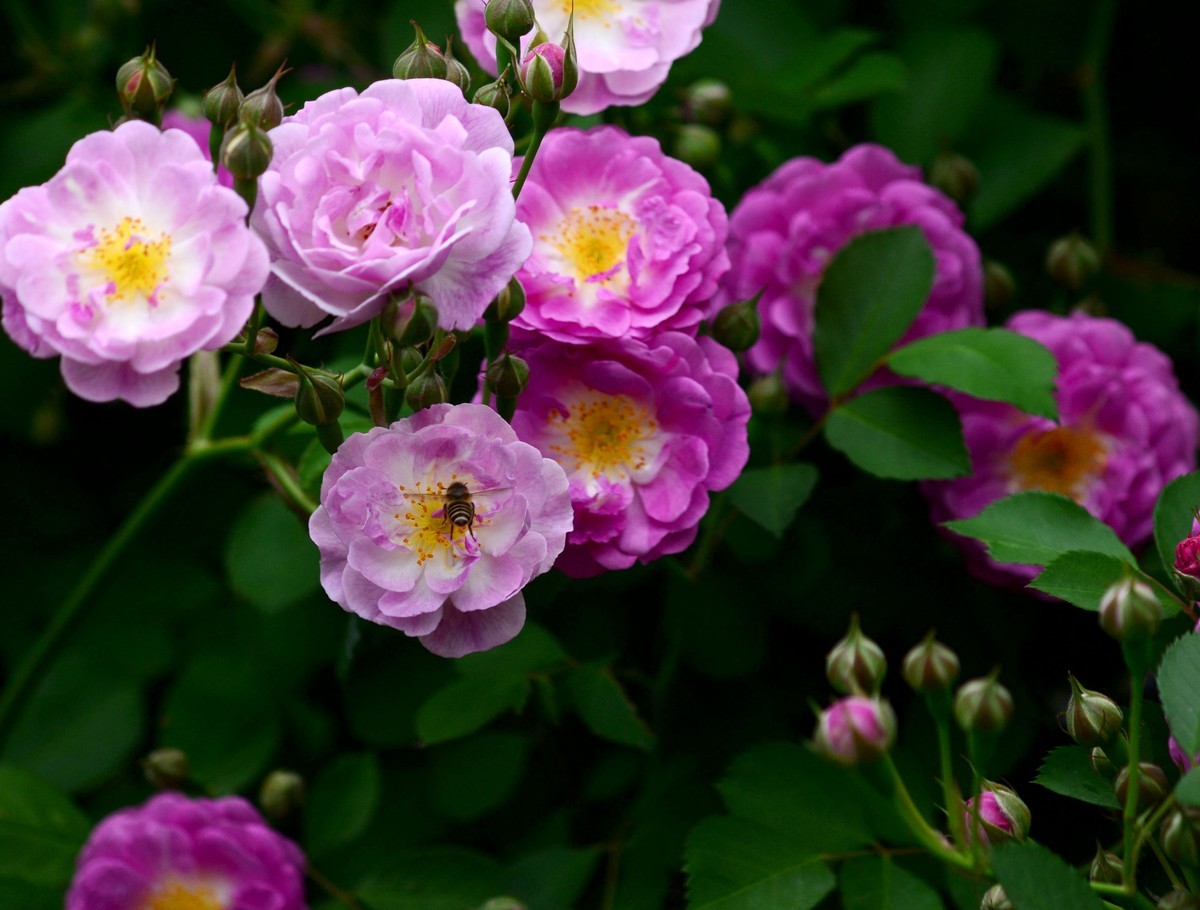 蔷薇花开四月红