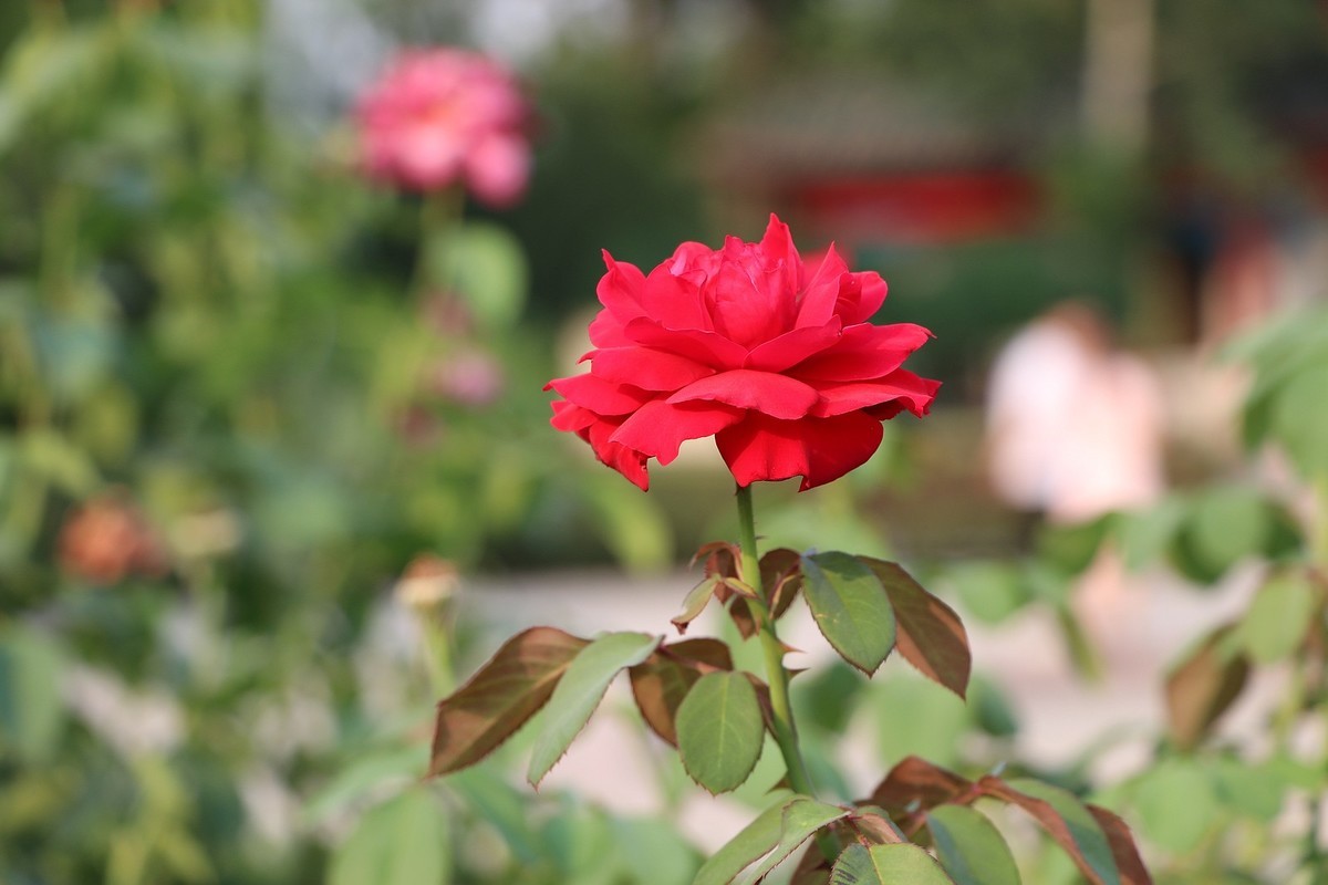 夏日里的梅花公园