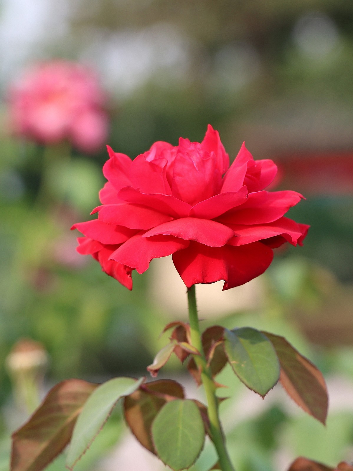 夏日里的梅花公园