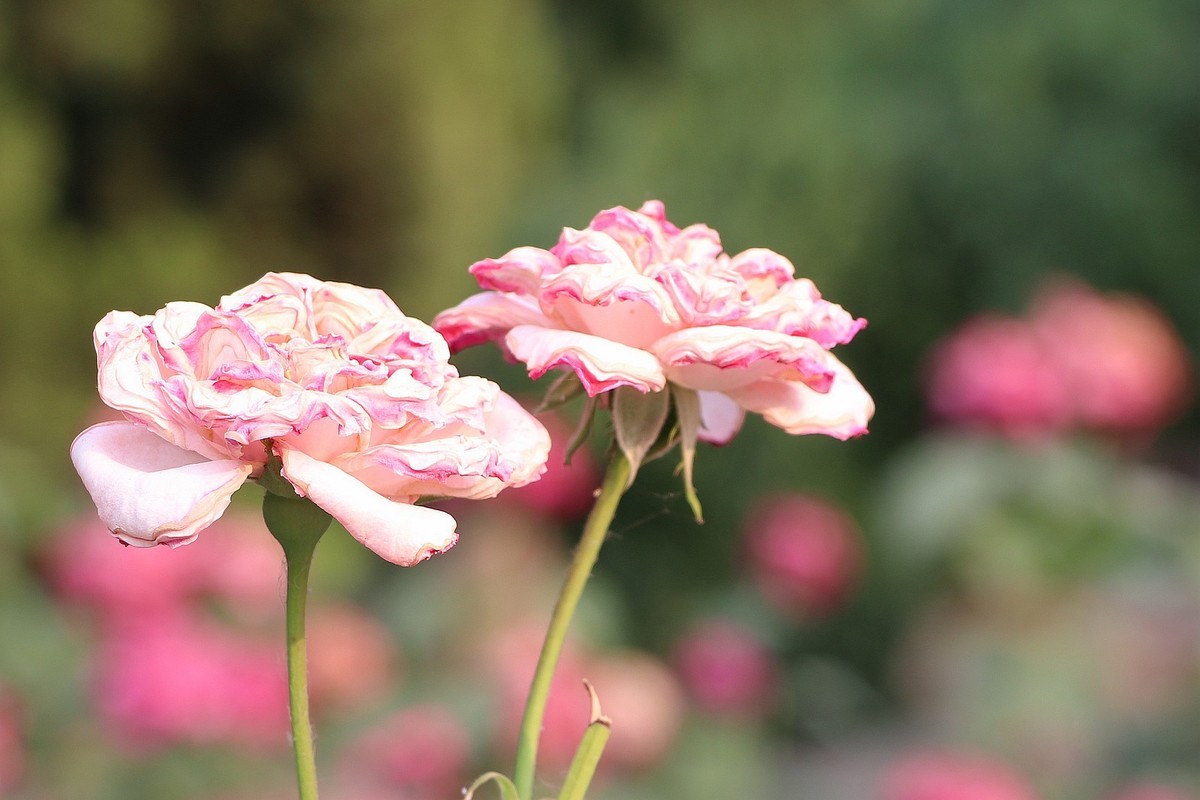 夏日里的梅花公园