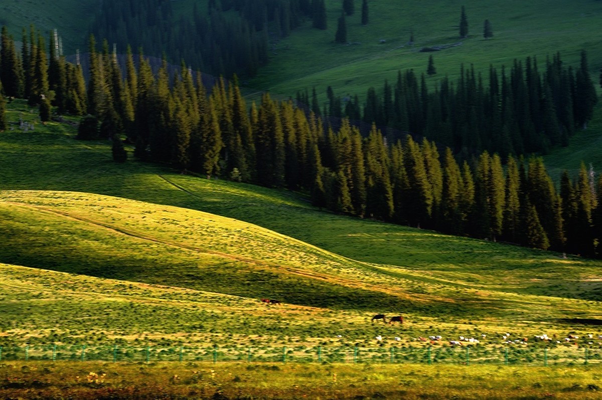 【魅力D700】——那拉提雪莲谷