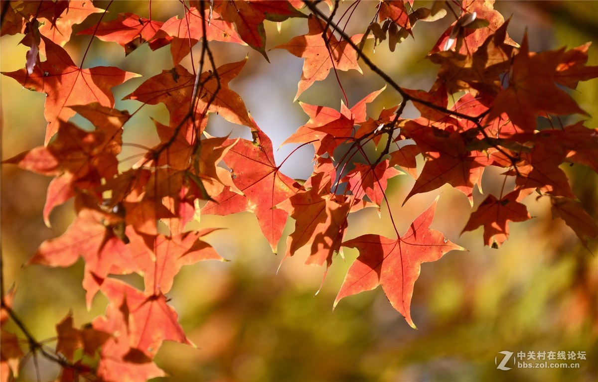 奥林匹克公园大道缤纷秋色（续）