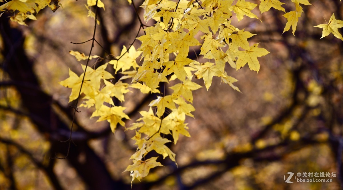 奥林匹克公园大道缤纷秋色（续）