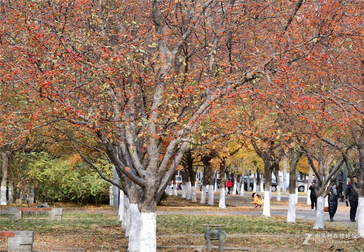 奥林匹克公园大道缤纷秋色（续）