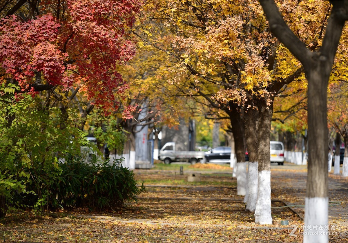 奥林匹克公园大道缤纷秋色（续）