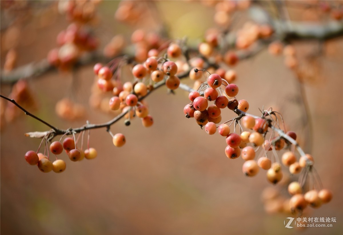 奥林匹克公园大道缤纷秋色（续）
