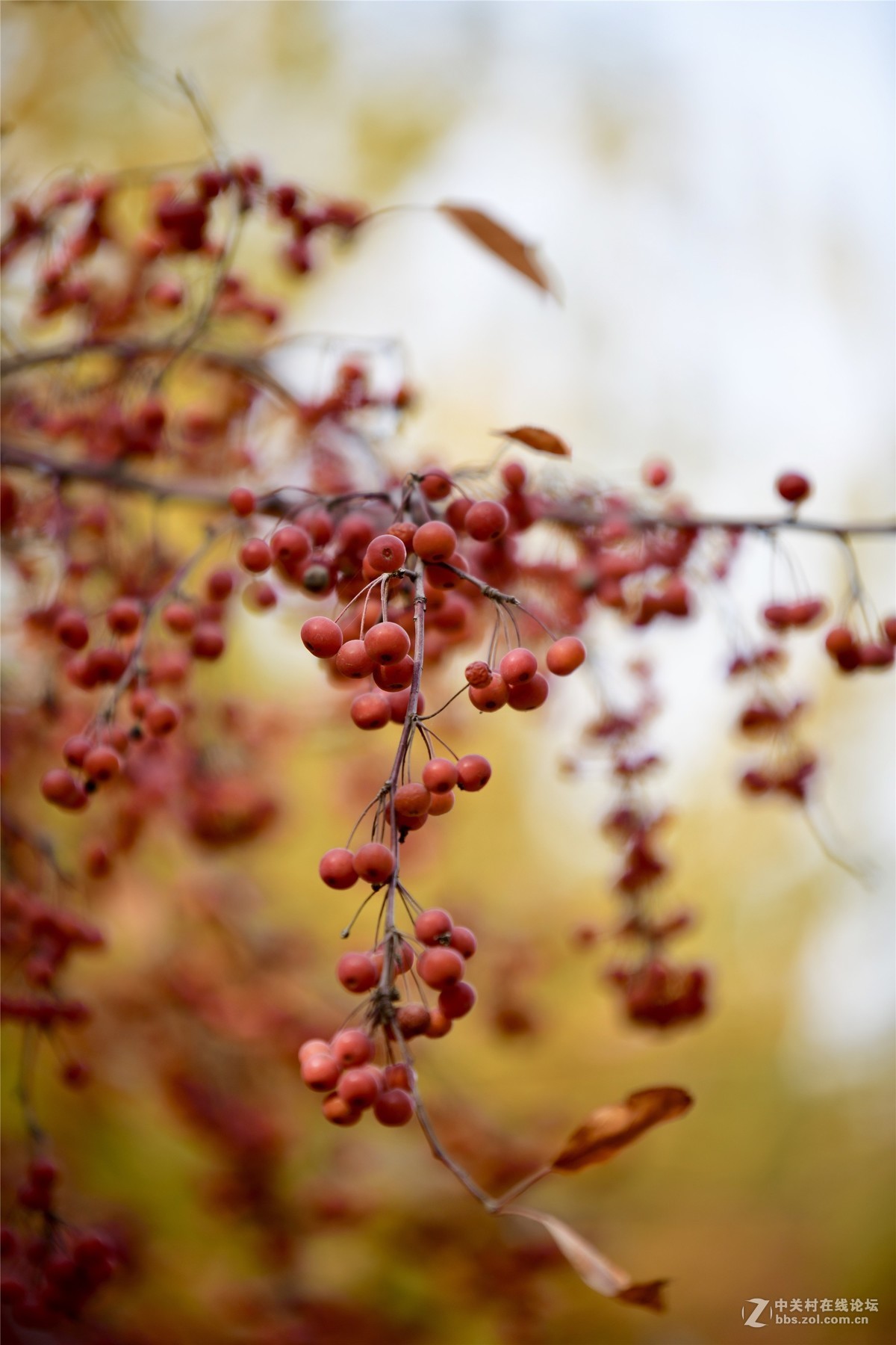 奥林匹克公园大道缤纷秋色（续）