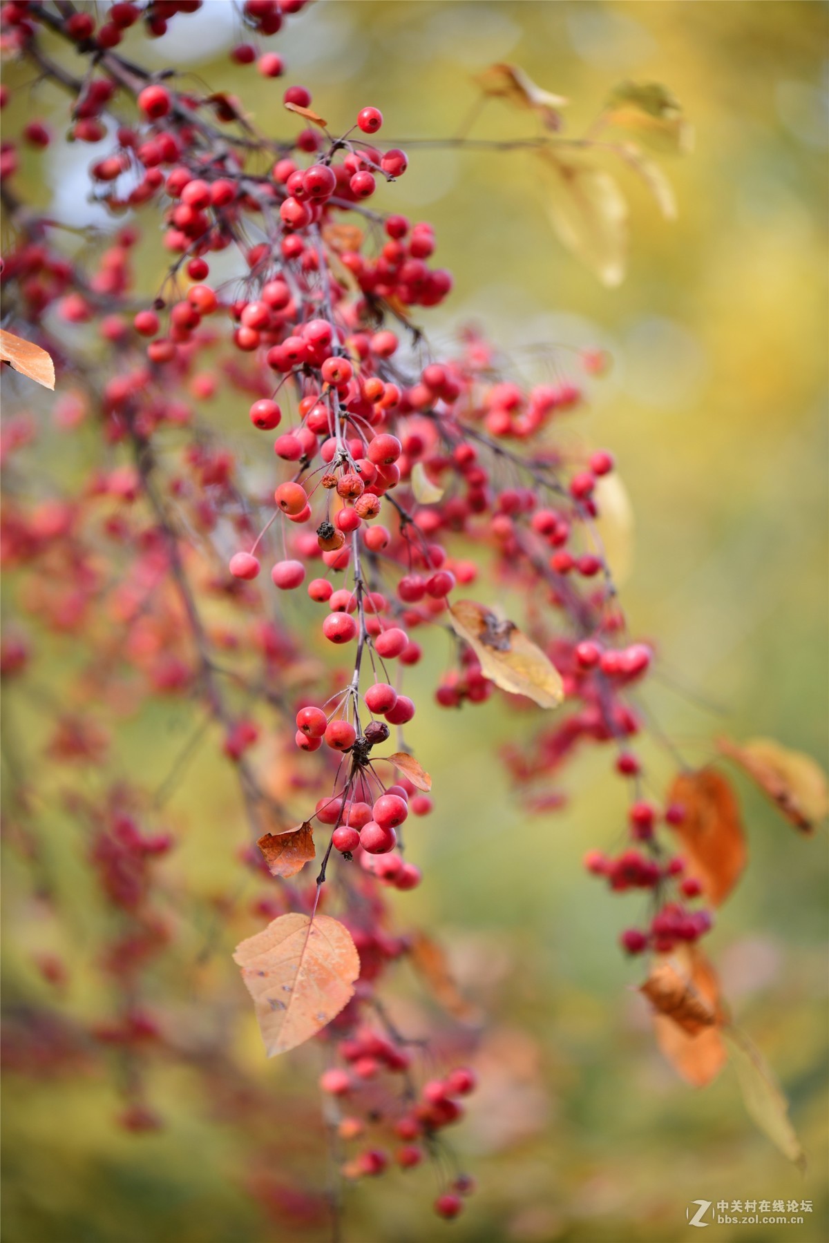 奥林匹克公园大道缤纷秋色（续）