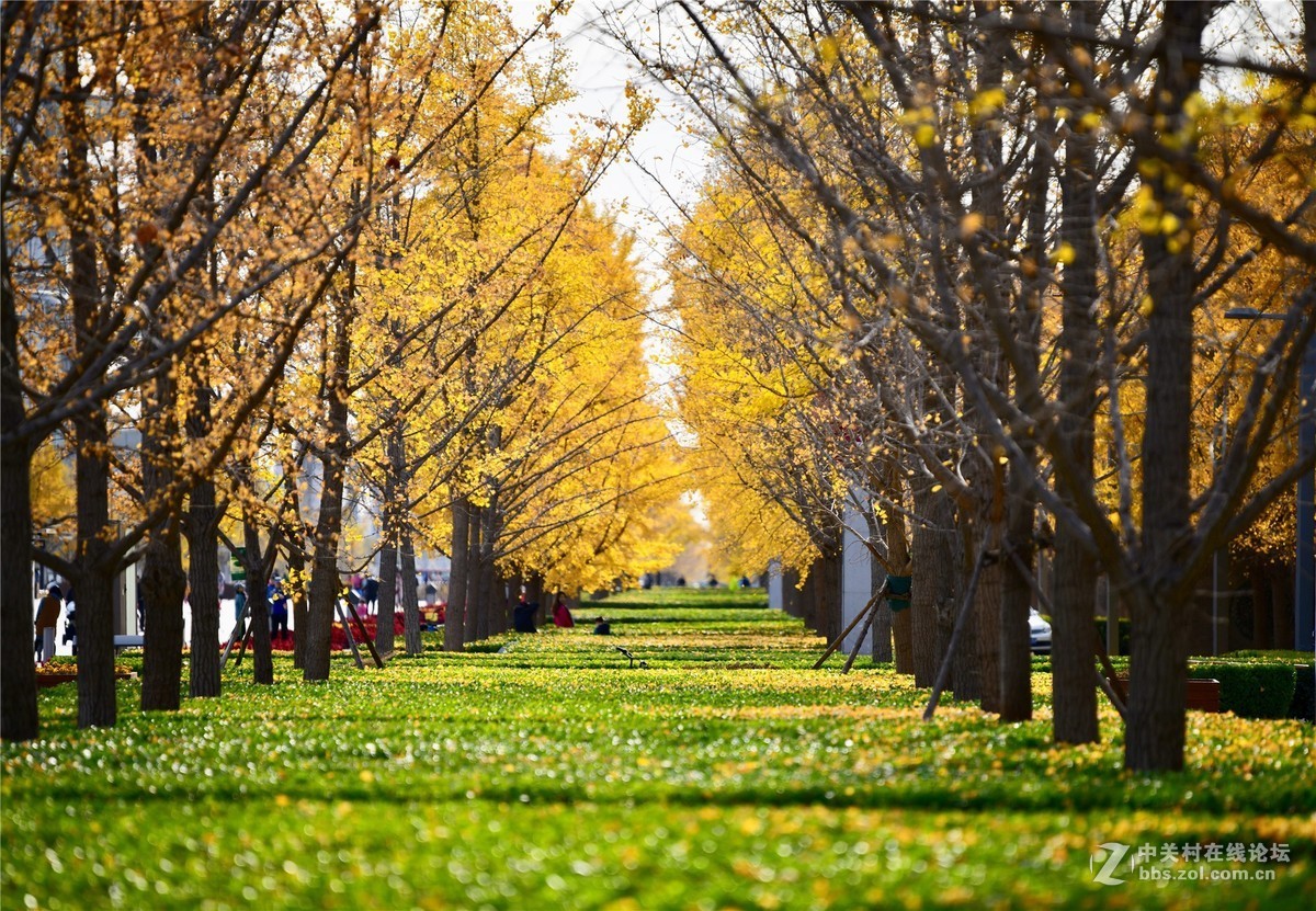 奥林匹克公园大道缤纷秋色（续）
