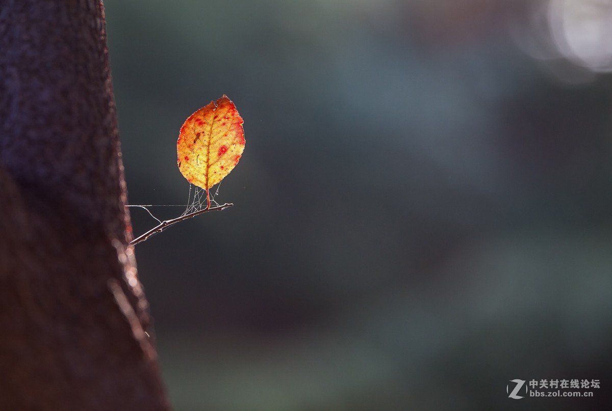 我的2018------总结篇