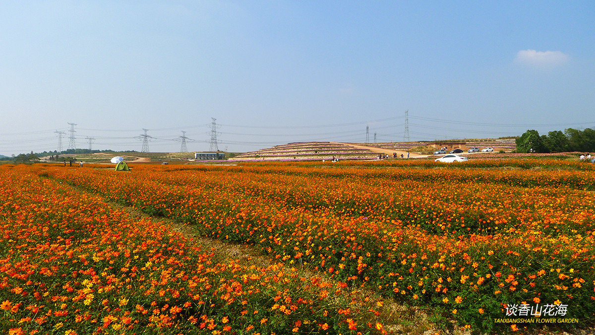 談香山花海