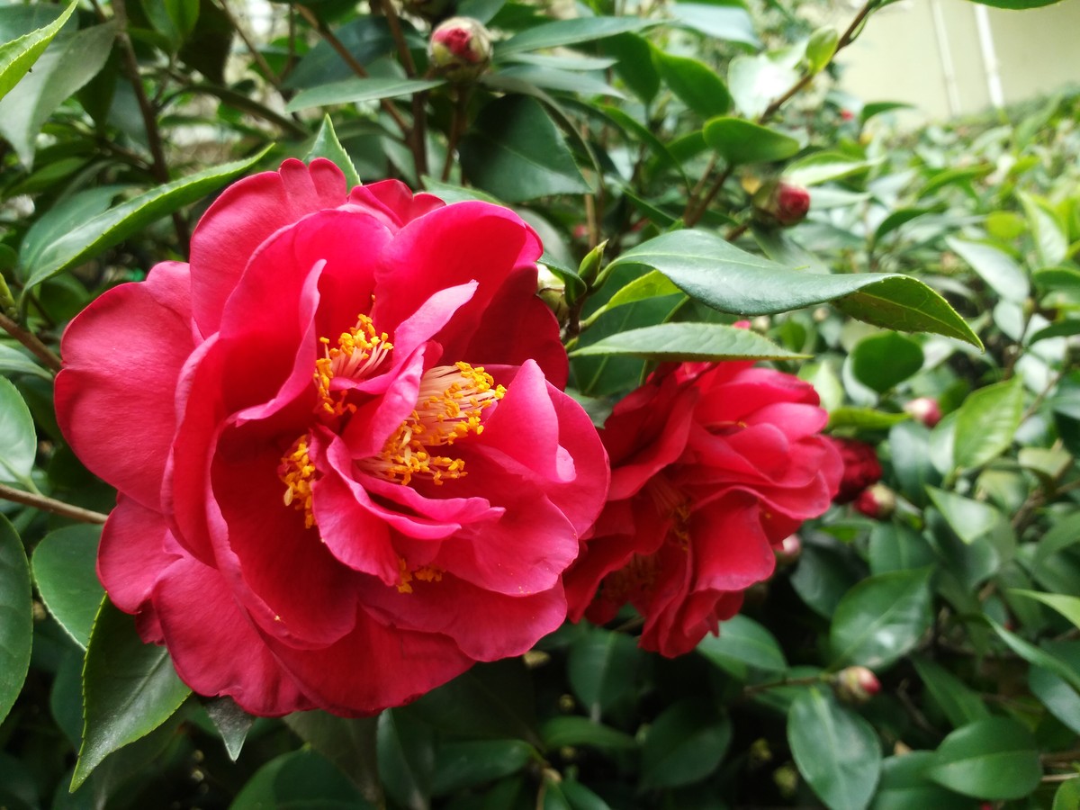 联想K910的一组随拍--2014年的手机也能拍好片！