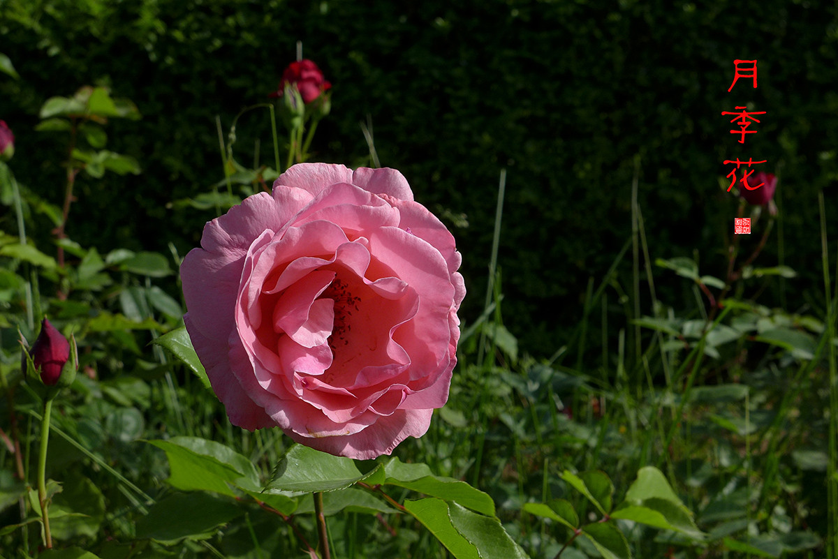 月季花——恭贺好友“皓月长弓”荣任侨乡星空(中国)版主