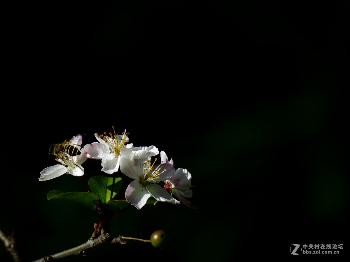 奇葩 开花又结果 2