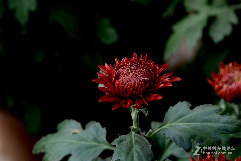 初冬的菊花5墨菊