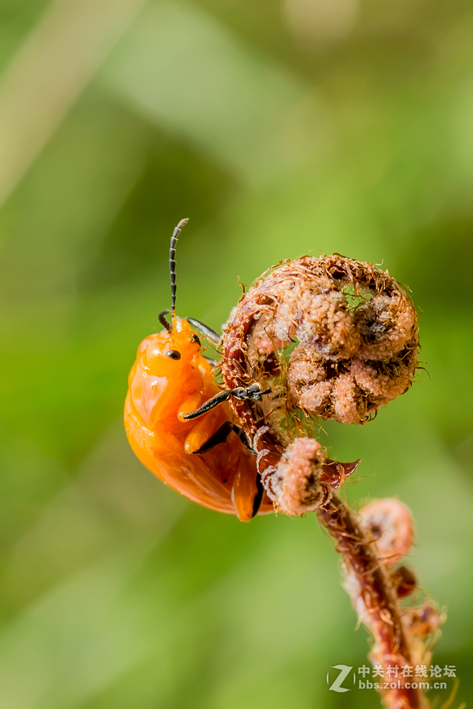 #ZOL月赛-春暖花开#+虫虫世界