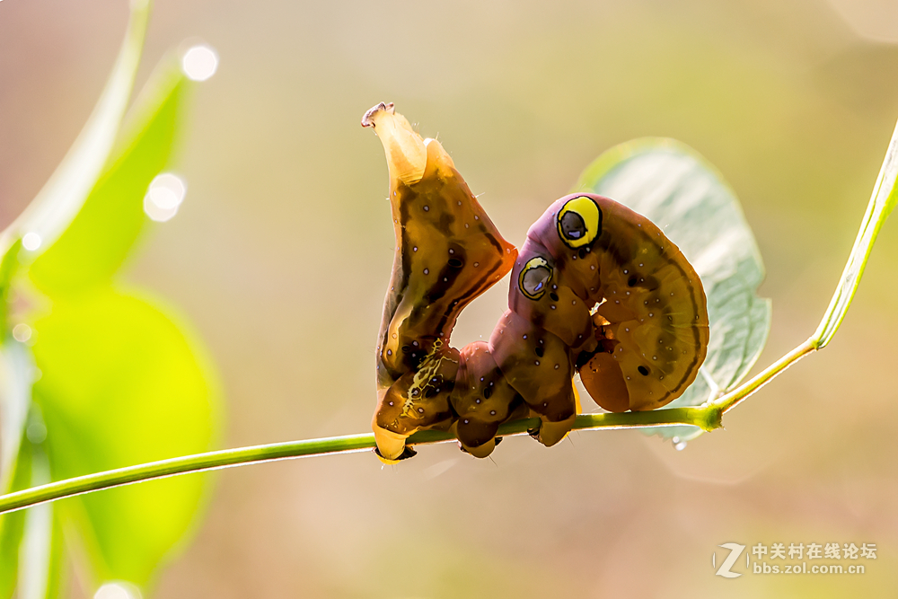 #ZOL月赛-春暖花开#+虫虫世界