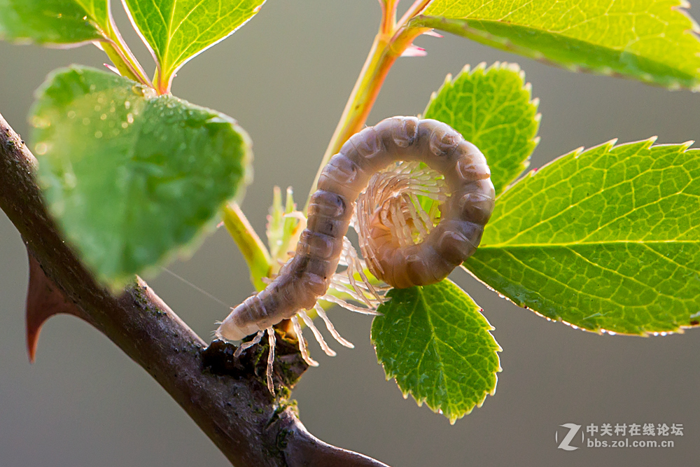 #ZOL月赛-春暖花开#+虫虫世界
