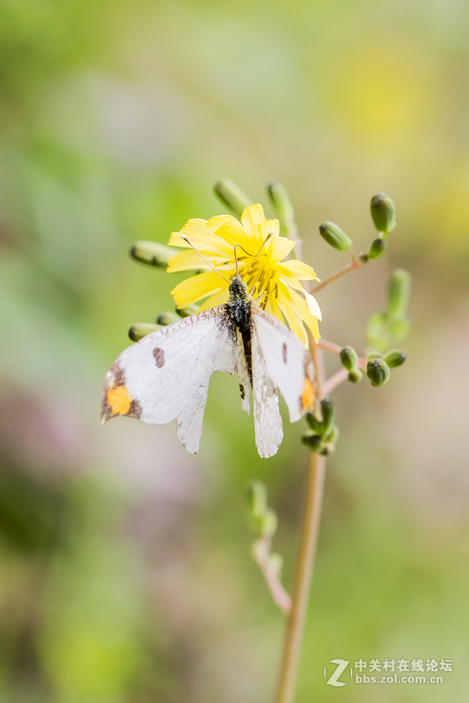#ZOL月赛-春暖花开#+虫虫世界