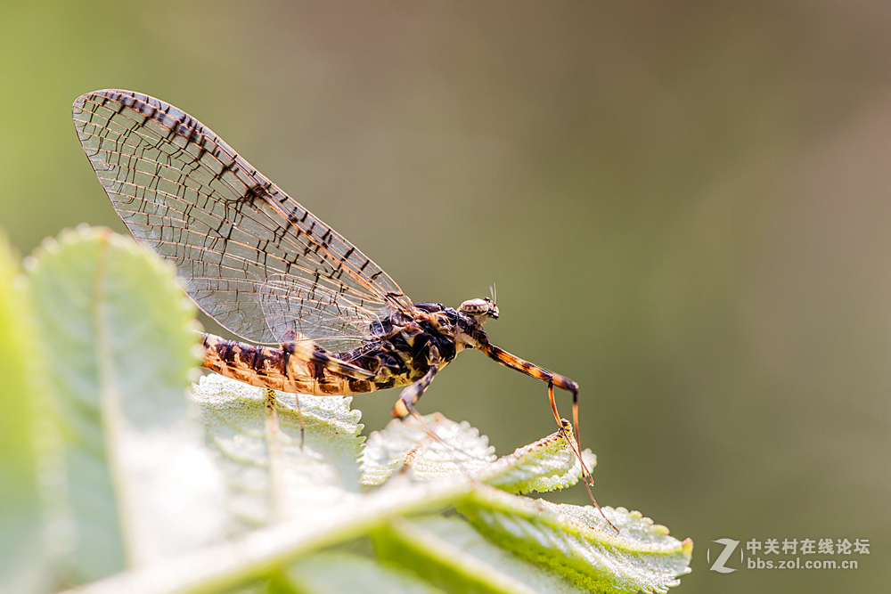 #ZOL月赛-春暖花开#+虫虫世界