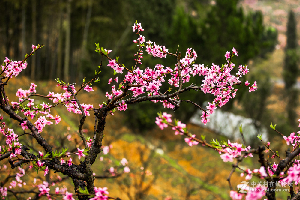 #ZOL月赛-春暖花开#+桃花朵朵开