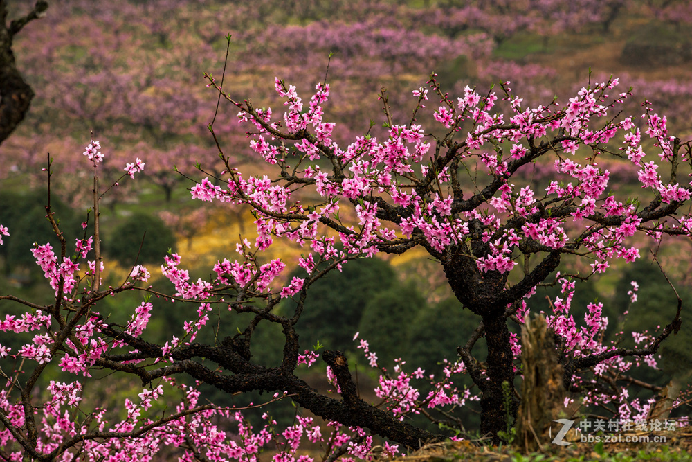 #ZOL月赛-春暖花开#+桃花朵朵开
