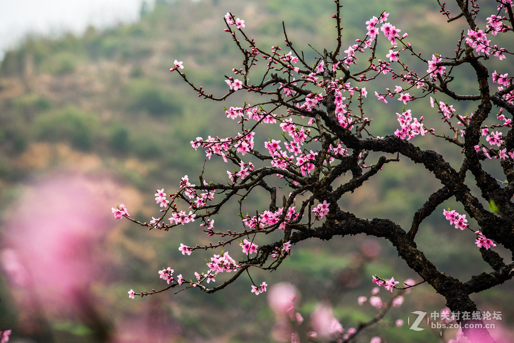 #ZOL月赛-春暖花开#+桃花朵朵开