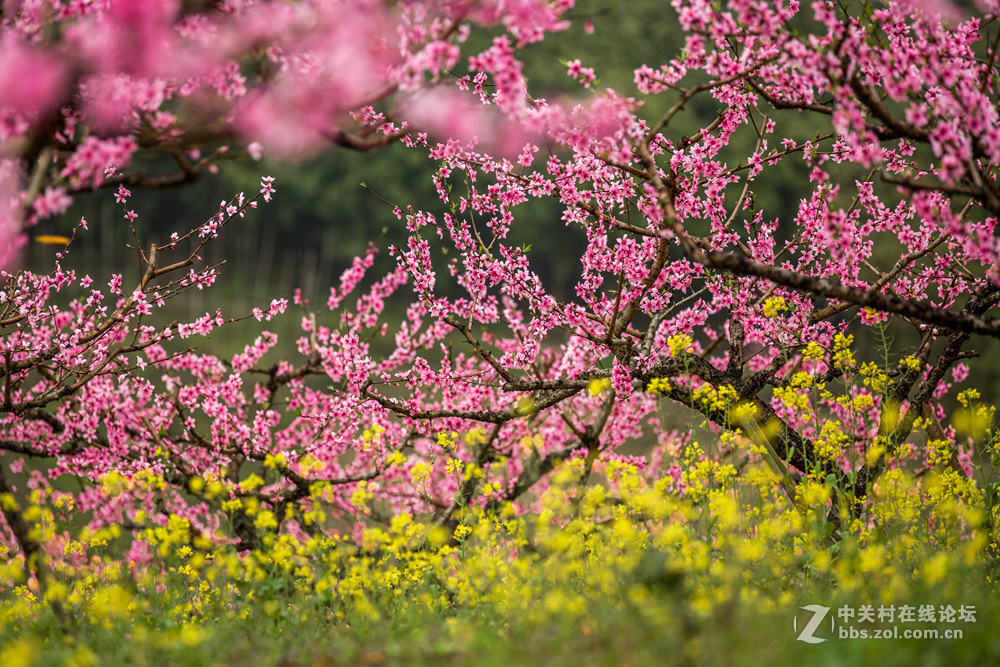 #ZOL月赛-春暖花开#+桃花朵朵开