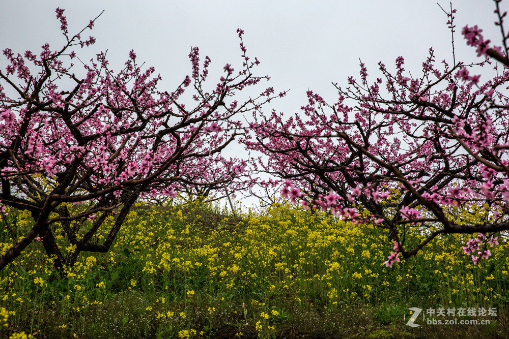 #ZOL月赛-春暖花开#+桃花朵朵开