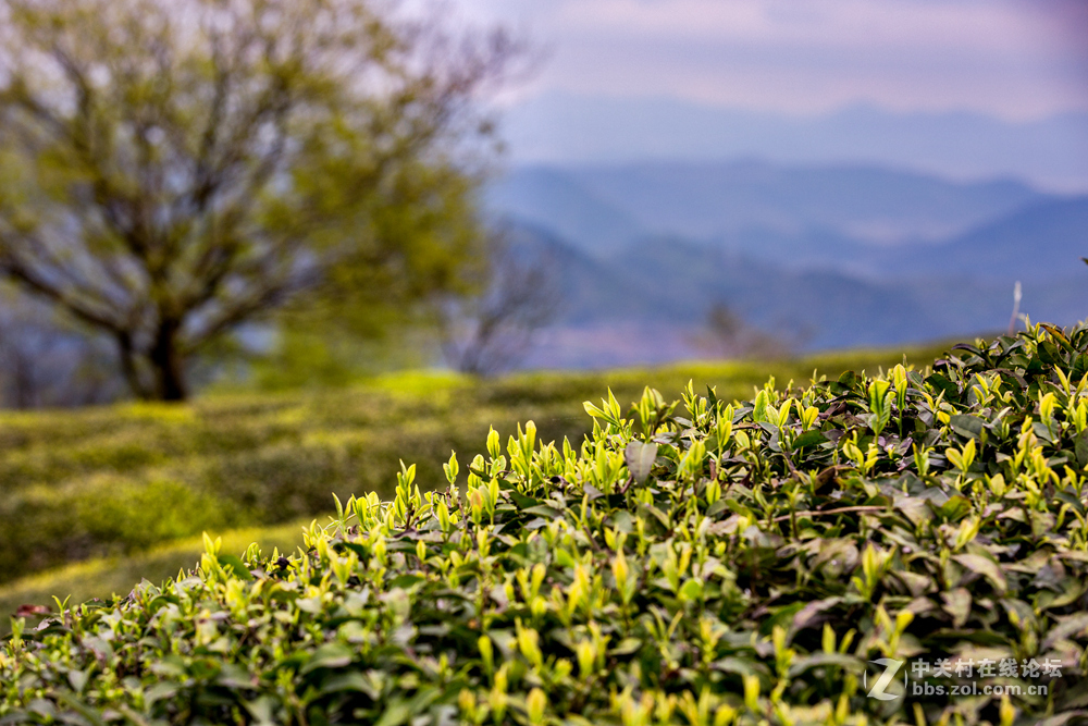 #ZOL月赛-春暖花开#+茶园春色