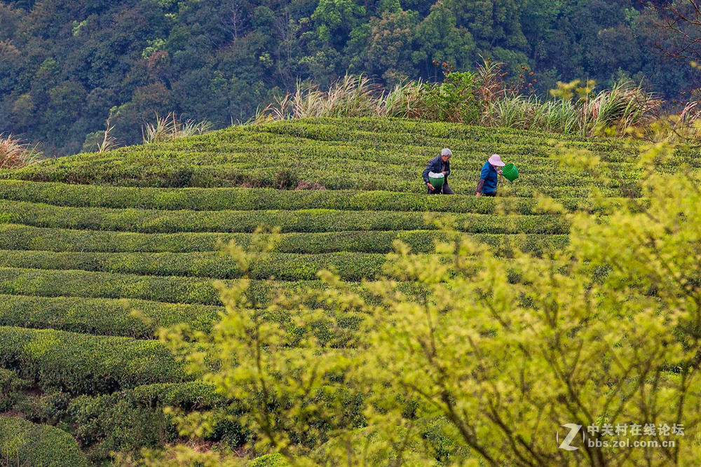 #ZOL月赛-春暖花开#+茶园春色