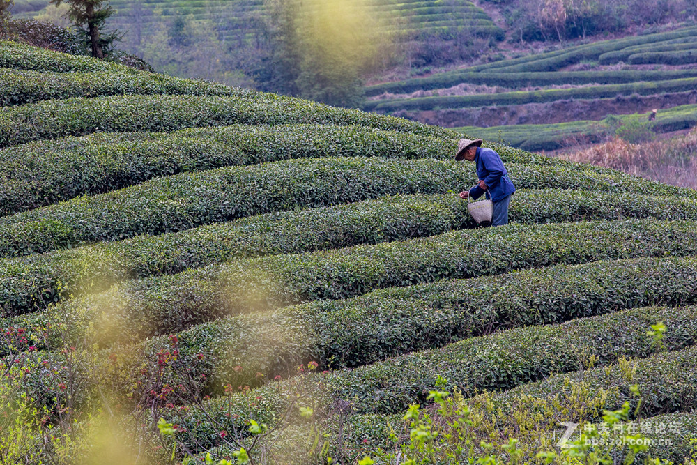 #ZOL月赛-春暖花开#+茶园春色