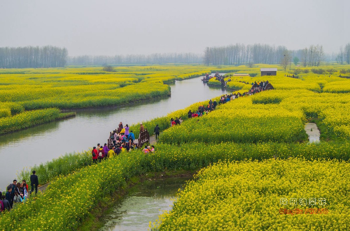 興化千垛油菜花