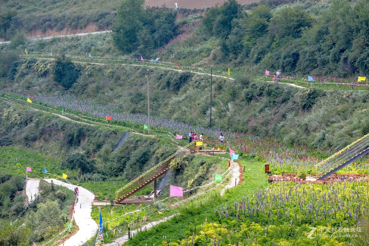 家乡的鲁宾花