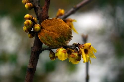 #佳能月赛-冬日精彩#千佛山腊梅