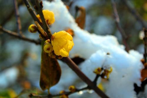 #佳能月赛-冬日精彩#千佛山腊梅